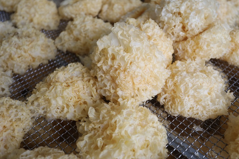 1639986269647064.jpg 9Z1A1116.JPG